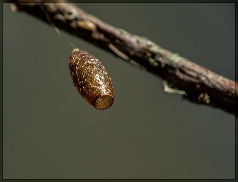 Meteorus Meteorus pulchricornis (Basket-cocoon parasitoid) | California Species ...