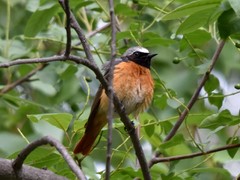 Phoenicurus phoenicurus