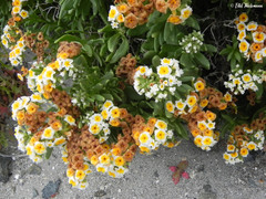 Heliotropium floridum