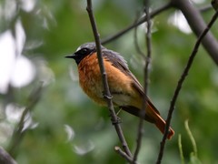 Phoenicurus phoenicurus