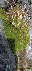 Anisotome procumbens