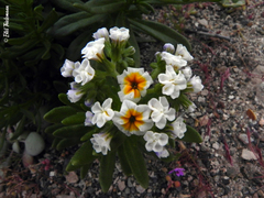 Heliotropium floridum