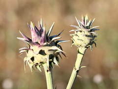Cynara syriaca