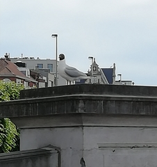 Chroicocephalus ridibundus