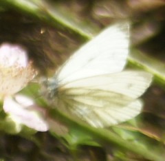 Pieris napi