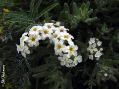 Heliotropium stenophyllum