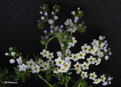 Heliotropium stenophyllum