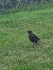Turdus merula