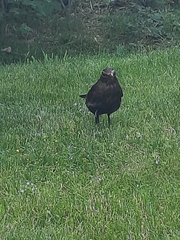 Turdus merula