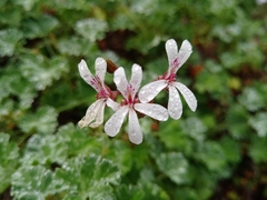 Pelargonium fragrans