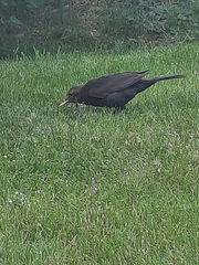 Turdus merula