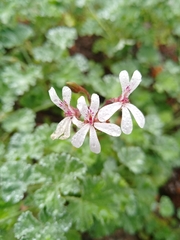 Pelargonium fragrans