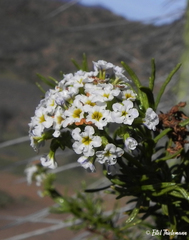 Heliotropium stenophyllum