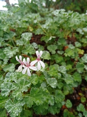 Pelargonium fragrans