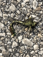 Arigomphus submedianus