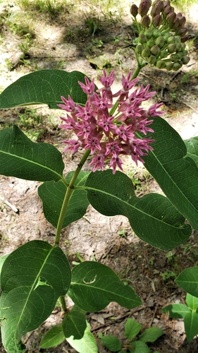 Asclepias purpurascens
