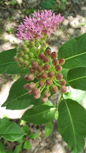 Asclepias purpurascens