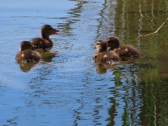 Anas fulvigula maculosa