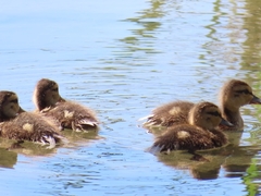 Anas fulvigula maculosa
