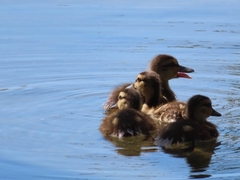 Anas fulvigula maculosa