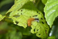 Spilarctia
