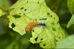 Spilarctia