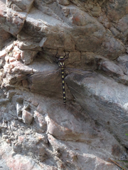 Cordulegaster dorsalis