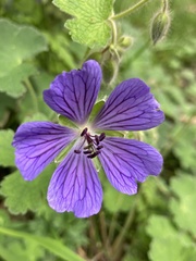 Geranium