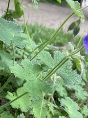 Geranium