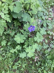 Geranium