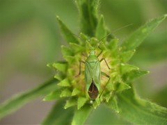 Calocoris