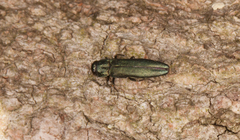 Agrilus sulcicollis