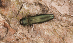 Agrilus sulcicollis