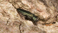 Agrilus sulcicollis