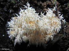 Hericium clathroides