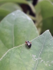 Halticus luteicollis