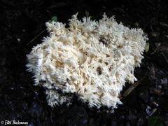 Hericium clathroides