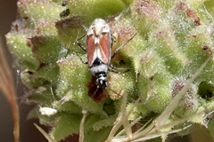 Macrotylus vanduzeei