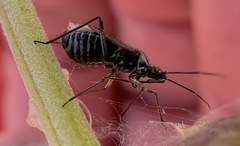 Macrotylus vanduzeei