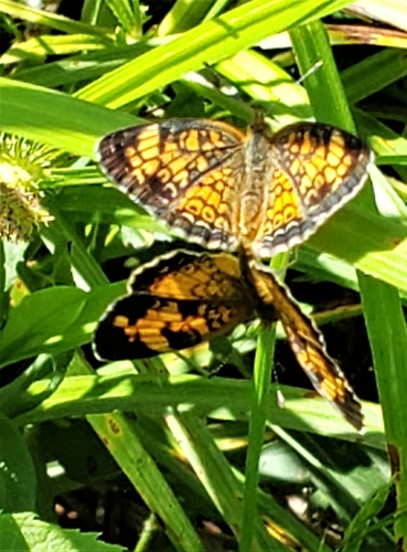 Pearl Crescent photographed in Arkansas