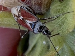 Macrotylus vanduzeei