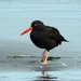 Oystercatchers - Photo (c) David Hofmann, some rights reserved (CC BY-NC-ND)