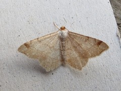 Macaria transitaria
