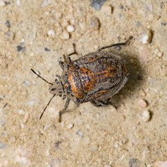 Scotinophara horvathi