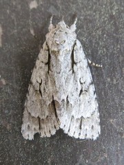 Acronicta lobeliae