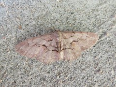 Iridopsis vellivolata
