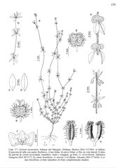 Galium murale