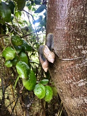 Plectostylus peruvianus