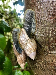 Plectostylus peruvianus