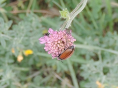 Closterotomus cinctipes